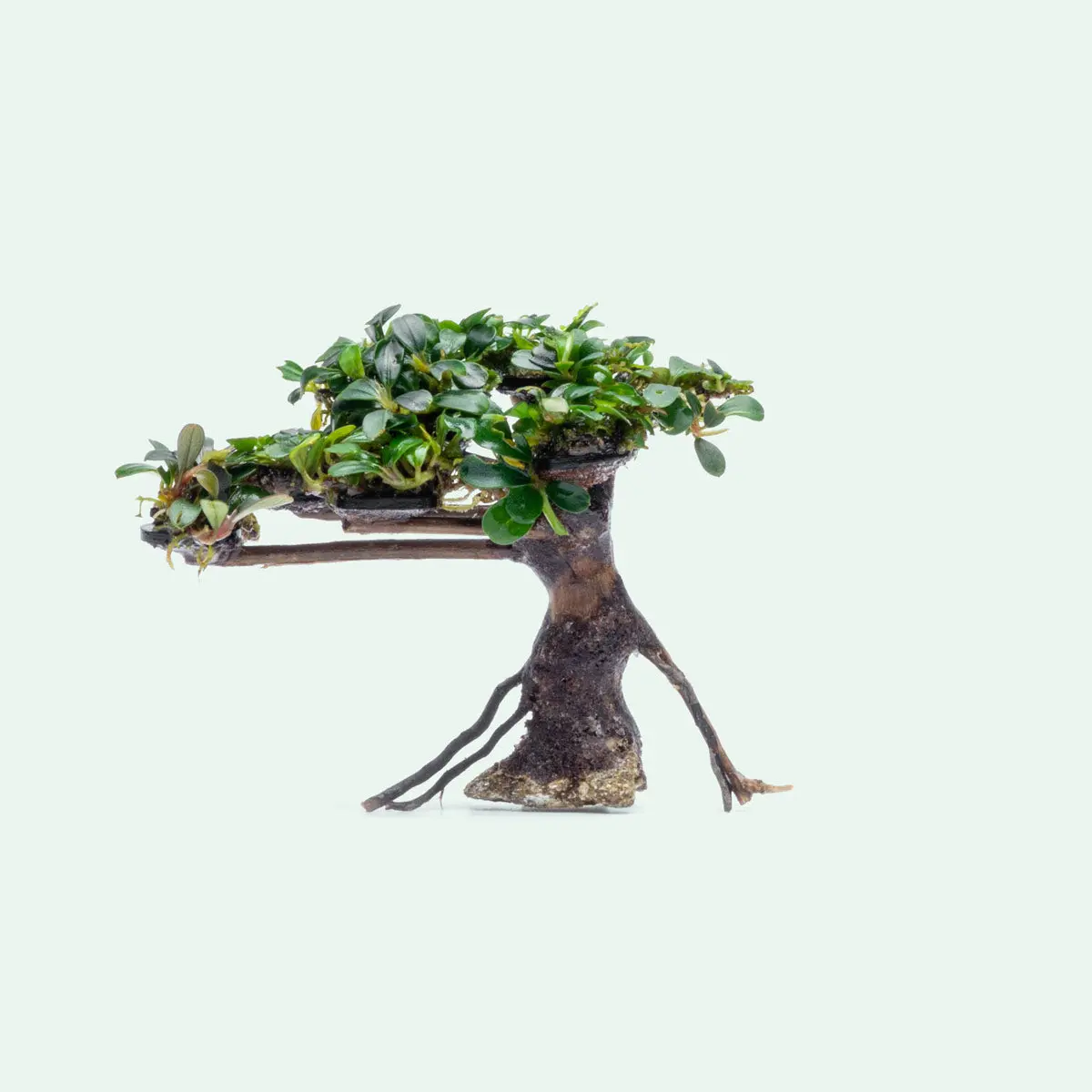 Bucephalandra Bonsai Tree Bucephalandra Bonsai Tree