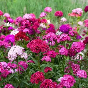 200pcs Perennial Mixed Dianthus Seeds – Colorful, Cold-Hardy Blooms for Spring & Summer Gardens