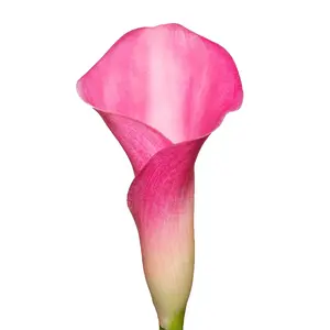 Hot Pink Mini Calla Lilies