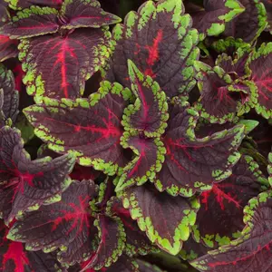 ColorBlaze® Torchlight® Coleus