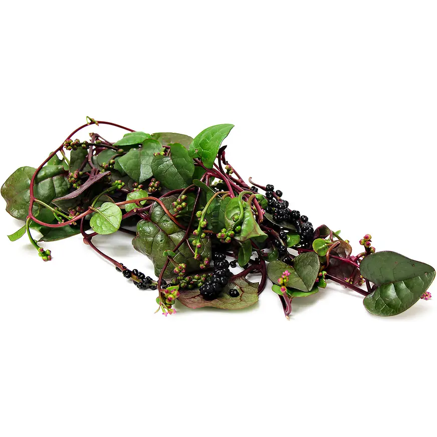 Red Malabar Spinach Seeds Heirloom Non-GMO Open Pollinated Basella Rubra 70 Days Vine Type Edible Ornamental Plant