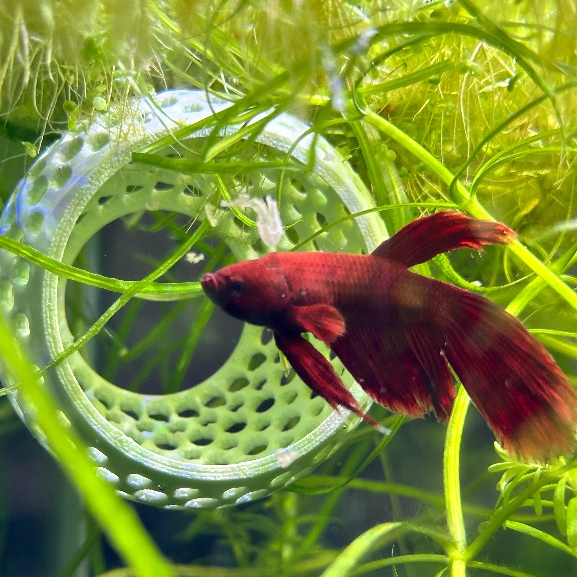 Betta Bulb Hide | Organic Betta Rest Fish Tank Ornament | CTWPets