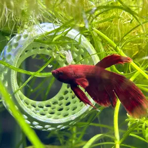 Betta Bulb Hide | Organic Betta Rest Fish Tank Ornament | CTWPets