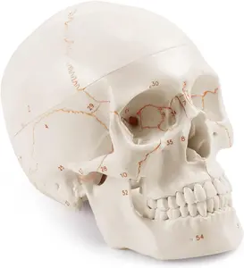 Upgraded Life Size Human Head Skull Anatomical Model with Laser-Etched Fonts Not Hand Write Number, Not Smudged for Medical Student Human Anatomy Study Course