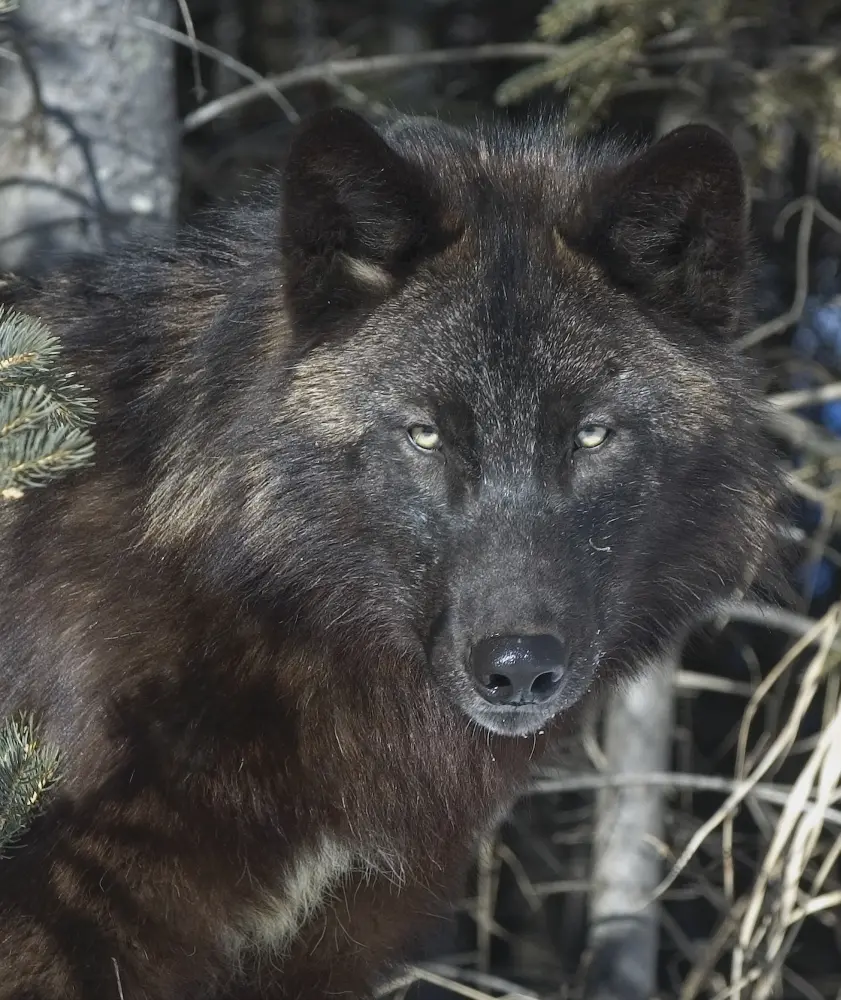 Black Timber Wolf Poster Print by John Pitcher - 13 x 15