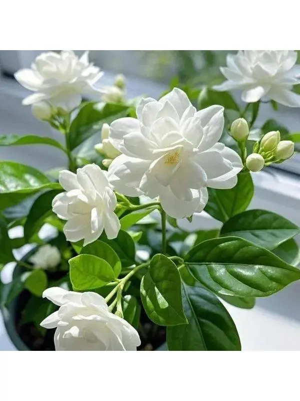 100 PCS Jasmine Flower Seeds - Fragrant, Easy-to-Grow Seed Starting Flowers for Home & Garden Projects, Enhancing Home Spaces