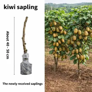 Bare-Root Kiwi Sapling, Live Fruit Vine for Planting, Cold-Hardy for USDA Zones 4-9, Produces Sweet Juicy Kiwis, Easy to Grow for Home Garden, Trellis, Patio & Backyard Orchard, Beginner-Friendly Gardening Gift, Grows Fresh Kiwis in Just 2-3 Years