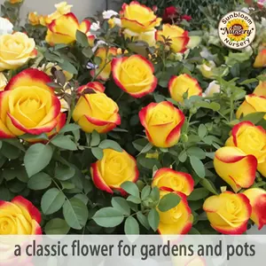 Butterfly Rose Seedlings | Outdoor Garden and Home Decoration Flowers Rose Plants