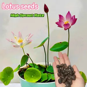 Lotus Seeds - 30/60Pcs Fast Growing High Sprout Rate Zen Garden Bloom in Water Rare Bowl Lotus Seeds for Ponds & Bowls Easy Blooming Starter Kit for Beginners