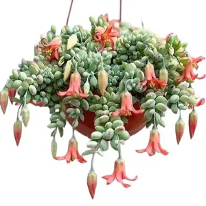 Live Cotyledon Pendens Plant - Trailing Succulent - Cliff Cotyledon -  2 Inch Pot