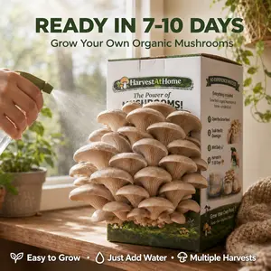 【DealsForYouDays】Organic Oyster Mushroom Grow Kit 3.5 lb  | 1-7 Days Harvest | Easy to Grow Indoor | No Soil/Sun Required, Multiple Harvests | USDA Organic | Non-GMO | Made in USA | Perfect for Home Kitchen & Gardening EnthusiastsGift for Adults & Kids