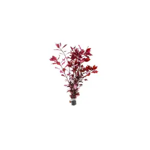 Ludwigia Natans Super Red