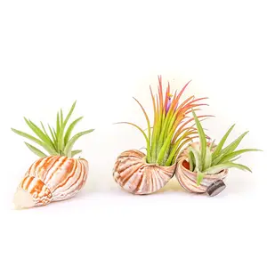 Magnetic Seashells with Tillandsia Air Plants