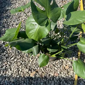 8” monstera deliciosa bedroom sculpture