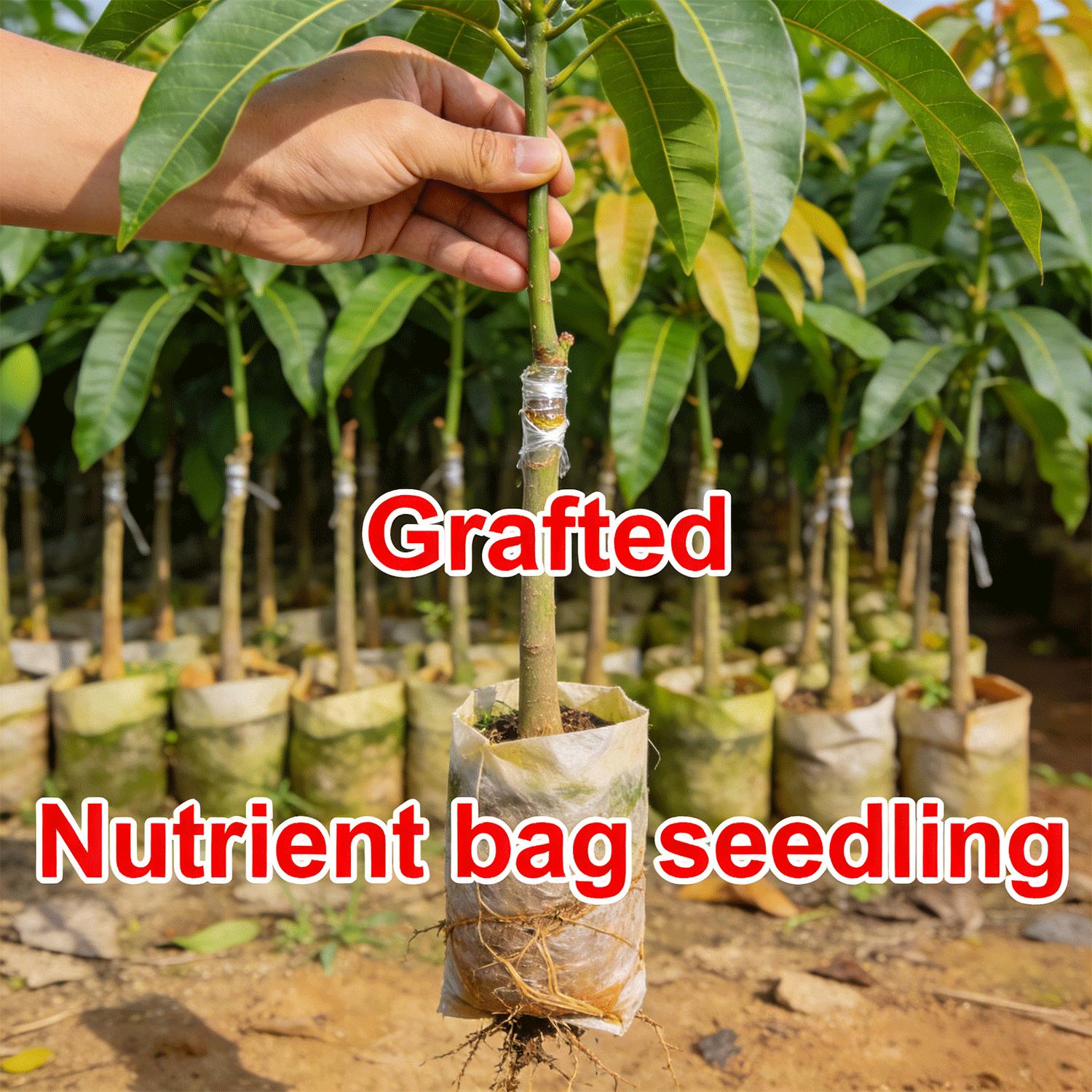 Grafted Mango Tree Saplings | Healthy Live Tropical Fruit Tree Seedlings | Strong Root System | Suitable for Home Gardens & Outdoor Growing | Adaptable to Warm & Frost-Free Climates | Non-GMO Live Plants for Edible Gardening Grafted Mango Tree Saplings | Healthy Live Tropical Fruit Tree Seedlings | Strong Root System | Suitable for Home Gardens & Outdoor Growing | Adaptable to Warm & Frost-Free Climates | Non-GMO Live Plants for Edible Gardening