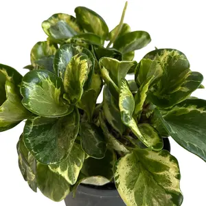 Peperomia Obtusifolia 'Golden Gate' 4" pot Pet Friendly plant Pet Safe House Plant with Unique Variegated Leaves for Beginners and Pets
