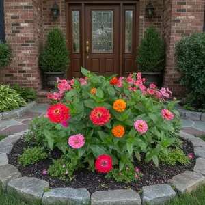 60 Mixed Color Zinnia Seeds – Bright Summer Garden Flowers for Outdoor Planting