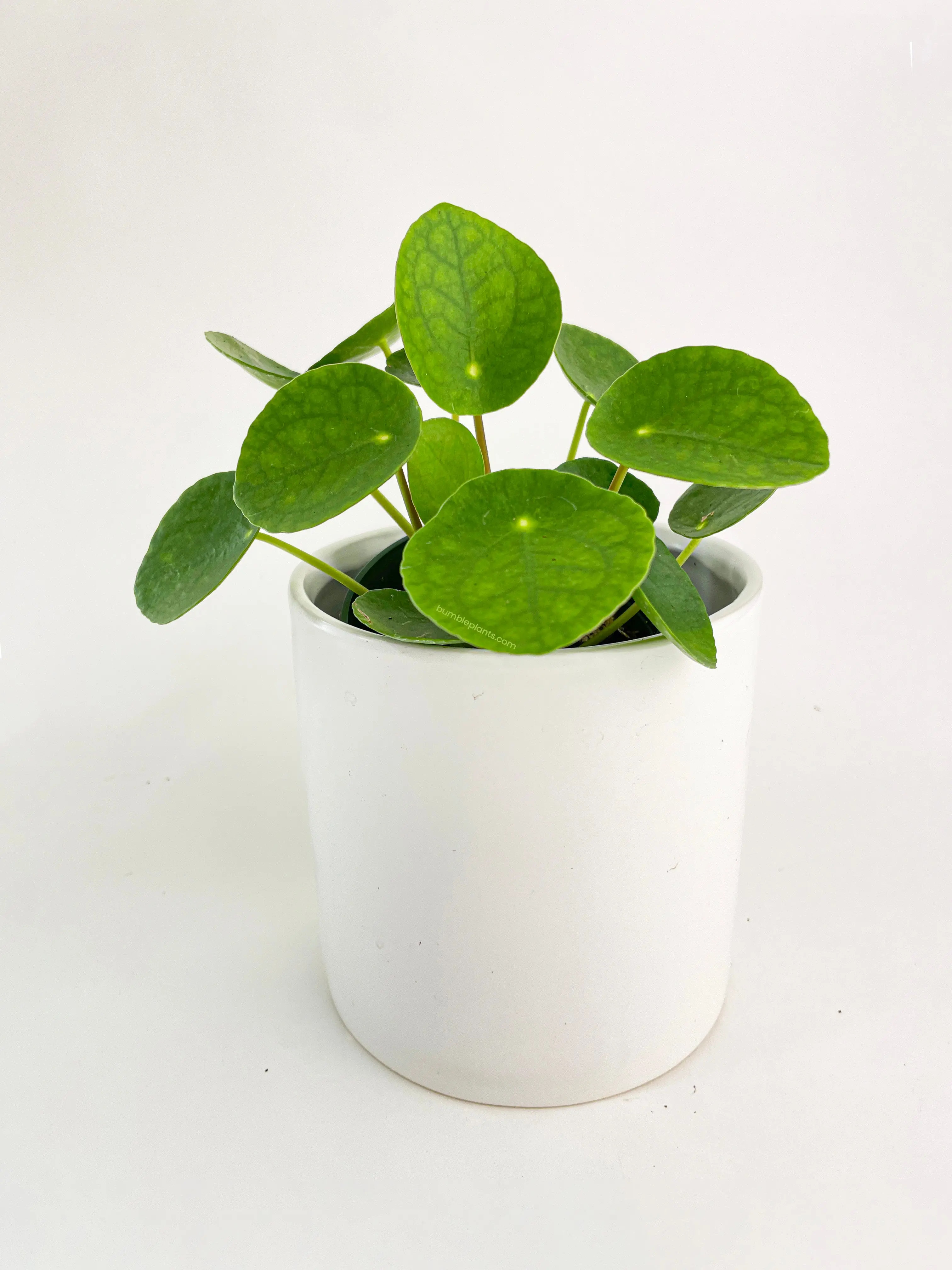 dracaena houseplant Dracaena Mass Cane 'Corn Plant' | Best Low-Light Houseplant XL (5-6 ft)