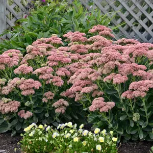 Autumn Joy Stonecrop Sedum
