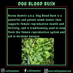 Dog Blood Bush Herbs (fertility Bush)-Rivina Humilis