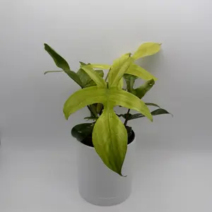 Philodendron Florida Ghost 6” Pot Rare Collector’s Plant with Unique Pale Leaves Easy Care Indoor Tropical for Shelves or Displays