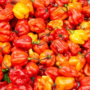Habanero Pepper Seeds vegetable  seeds home planting