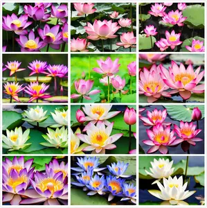 Mixed bowl Lotus seeds, non-GMO lotus seeds, high germination rate water lily seeds for home, garden, indoor, outdoor planting