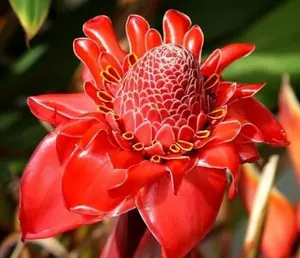 20 seeds Etlingera elatior Pink | Torch Ginger | Combrang | Wax Flower