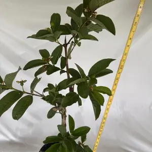 Thai White Guava Live Fruit Plant, 2-3ft Potted (3 Gal)