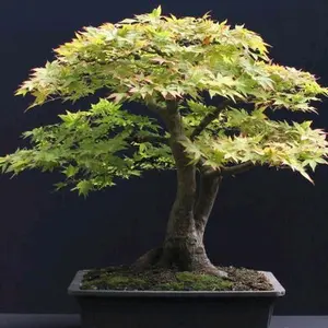 green Japanese maple*bonsai*tree*sapplings*outdoors*gardening*art Decorative Plants Decor Ornaments Fruit deal sale free sample