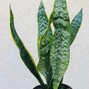 3 mother in law’s tongue rooted plants in a 5” pots