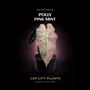 Alocasia Pink Polly Mint
