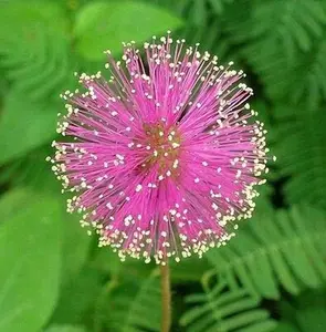 1000 Seeds Mimosa Shy Sensitive Plant Fast Growing - Flower Pink