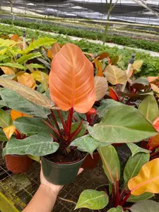 Philodendron Tangerine : Indoor Plants - Easy Care Houseplant - Starter Plant ,Live Indoor, Easy to Grow - Beginner Plant - 6" Pot