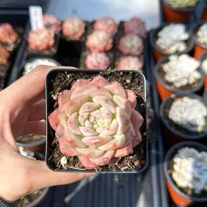 Echeveria ‘Pink Diamond’ (around 2'')- Bare Root Succulents - Terra Tales
