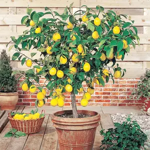 100Pcs Meyer Dwarf Lemon Tree Seeds Fragrant Broadleaf Evergreen Tree Low Maintenance Attract Bees & Butterflies Containers Potted Garden Plant Fruit Seeds