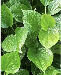 Piper Lolot Leaf Plant,Live 2-3 Plants