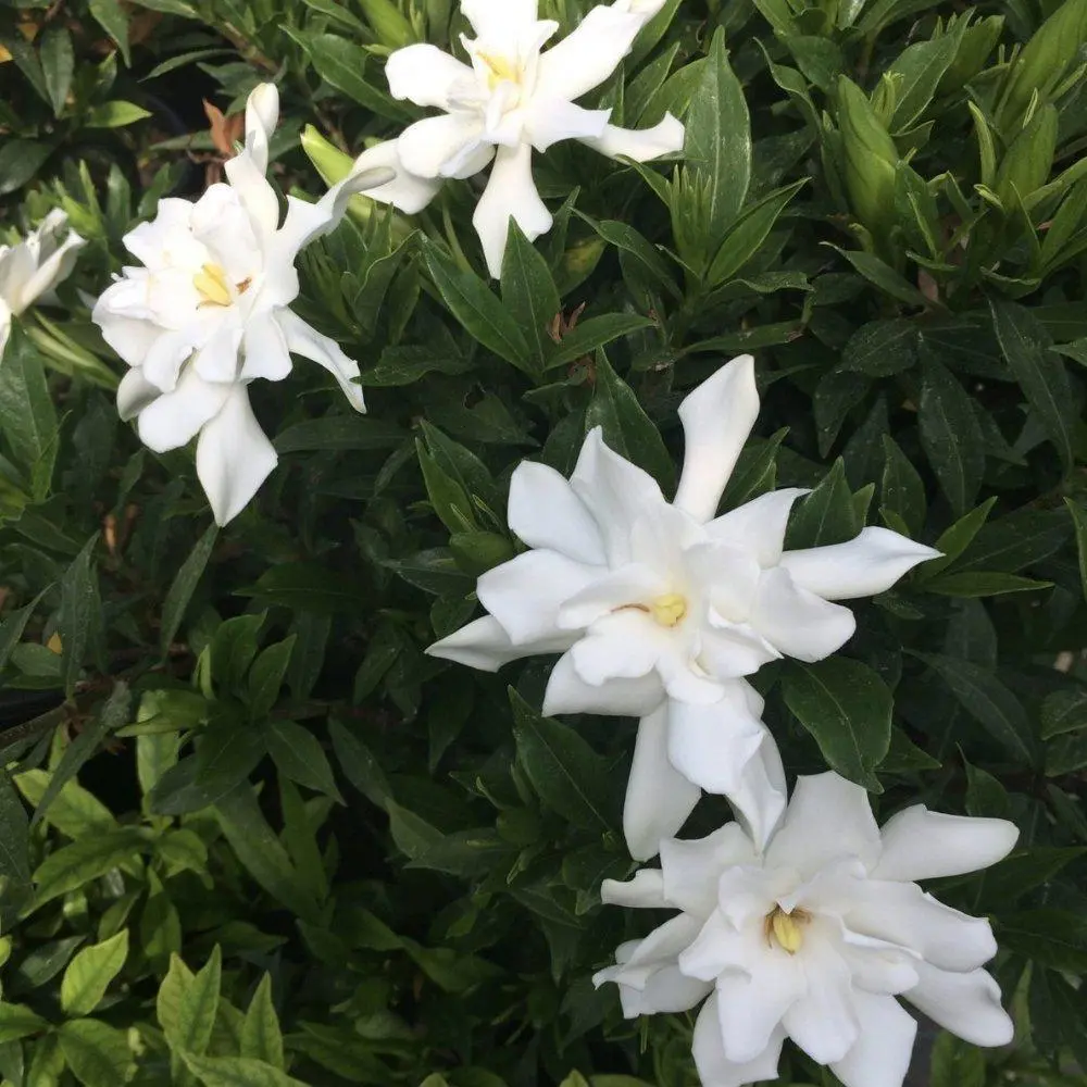 Frostproof Gardenia Live Starter Plant - Gardenia jasminoides 'Frostproof', Cold-Hardy, Fragrant White Outdoor Hedge Shrub for Home Improvement Garden Supplies