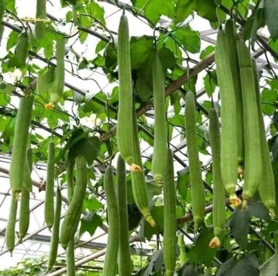 30PCS Loofah Seeds – Easy-Grow Garden Vegetable Plants Suitable for gardens, trellises, and raised beds. Fast-growing, easy to plant, and beginner friendly. Ideal for growing loofah gourds for home gardening and everyday use.
