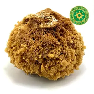Sponge - Sponge 7"- 9"