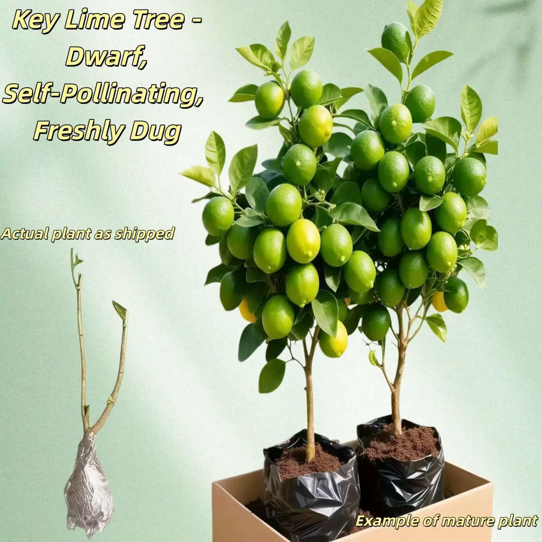 Key Lime Tree - Dwarf, Self-Pollinating, Fast-Growing, Easy Care, Great for Patios & Balconies - Live Plant for Home Garden, Premium Aromatic Variety