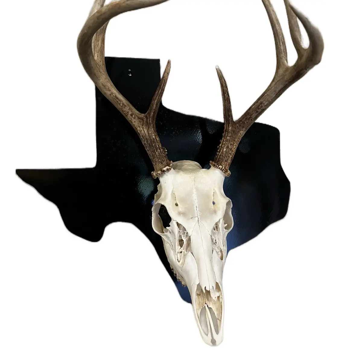 European US State Skull Mount Wall Hanger