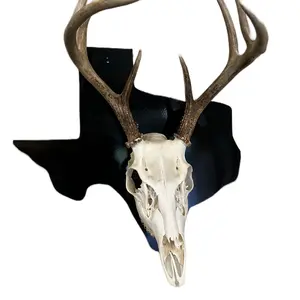European US State Skull Mount Wall Hanger European US State Skull Mount Wall Hanger