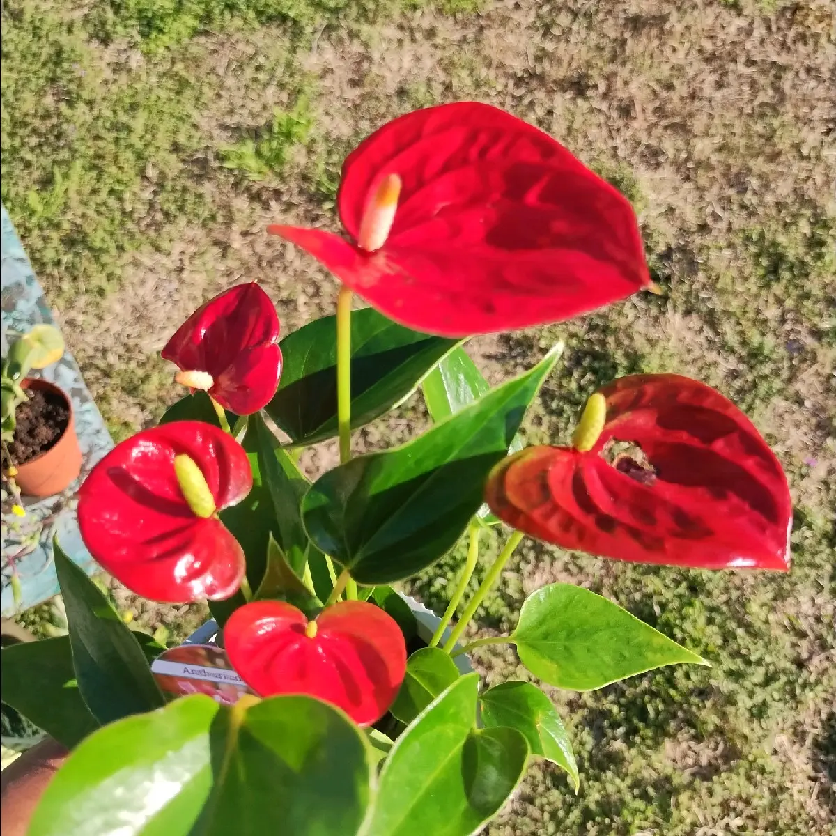 Anthurium Peacock