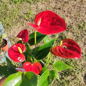 Anthurium Peacock