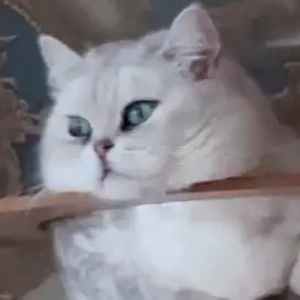 background preload poster image 