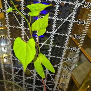 Morning Glory Heavenly Blue Organic live plant 10 plus inch lionsandmoons