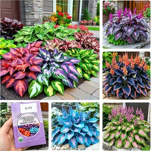 200+ Mixed Color Hosta Seeds for Planting - Shade-Tolerant Perennials, Dual Use for Ground Cover & Pots, Create Cool Shaded Gardens