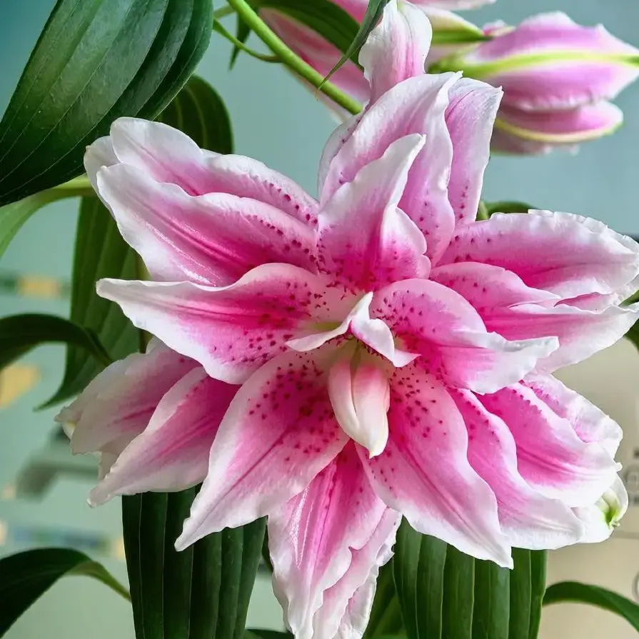 Isabella Roselily Lily Bulbs - Double, Fragrant, Pink-White Edge, Pollen-Free Perennial Bulbs for Garden Beds, Patio Containers, Easy-to-Grow for Beginner Gardeners