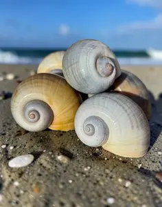 “Snail Treasures”